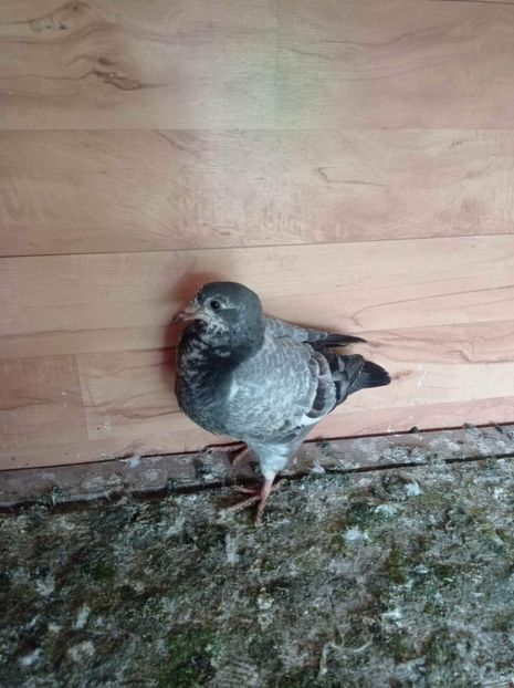 received_447553546736306 - Pui de porumbei standard 2022