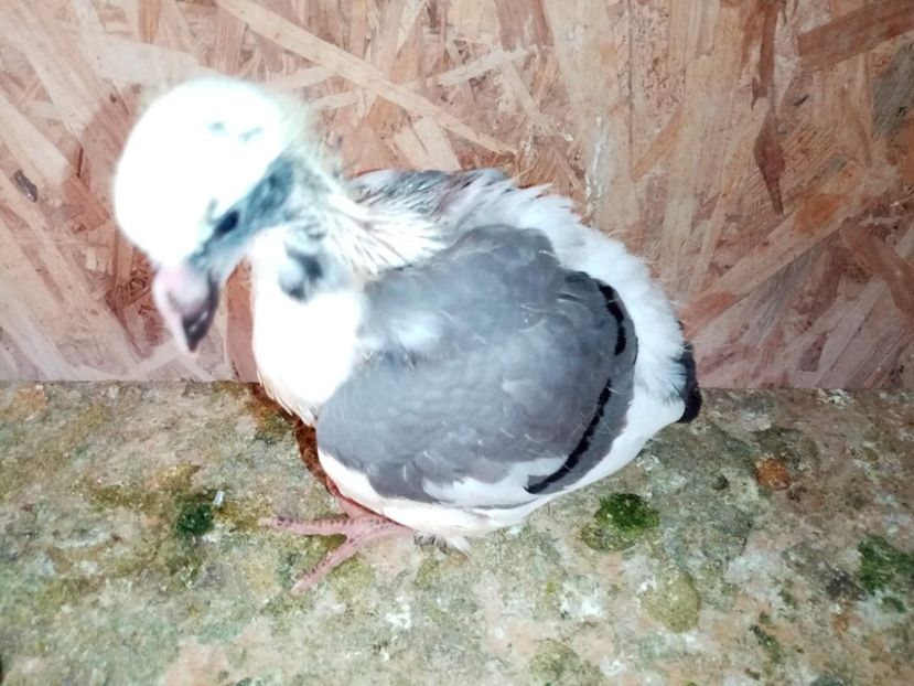 received_714844256434021 - Pui de porumbei standard 2022