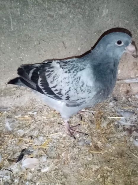 received_1028589794749826 - Pui de porumbei standard 2022