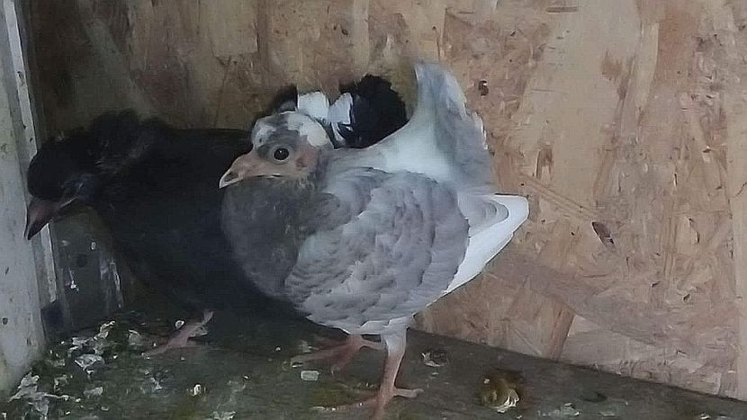 received_1071930263395309 - Pui de porumbei voltați 2022