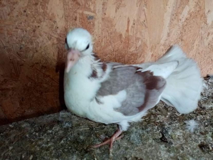 received_237834804939121 - Pui de porumbei voltați 2021