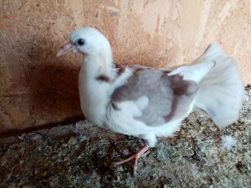 received_862435654431363 - Pui de porumbei voltați 2021