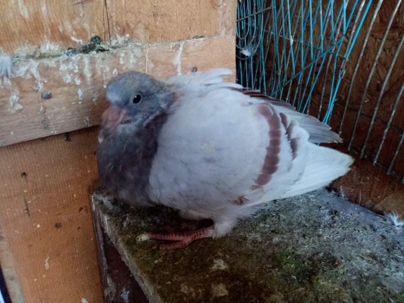 received_224672843143961 - Pui de porumbei voiajori 2021