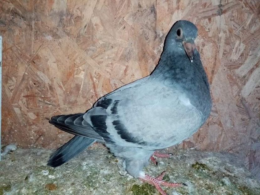 received_288908179949919 - Pui de porumbei voiajori 2022