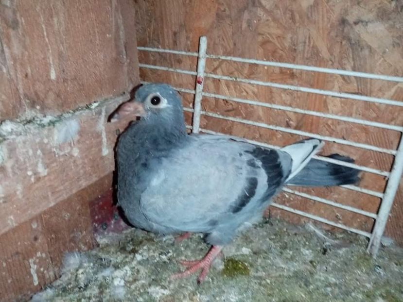 received_519830173062987 - Pui de porumbei voiajori 2022