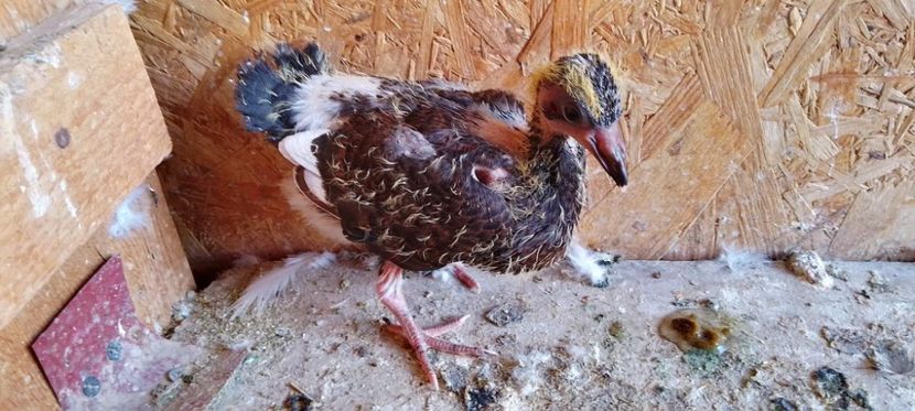 received_1207521090098634 - Pui de porumbei voltați 2022