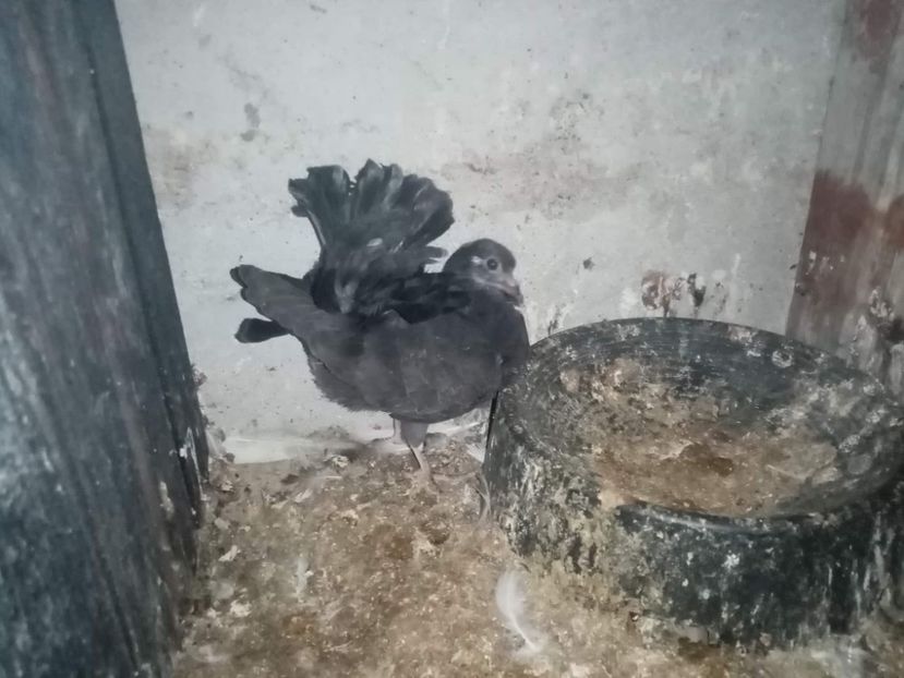 received_782094509722174 - Pui de porumbei voltați 2022