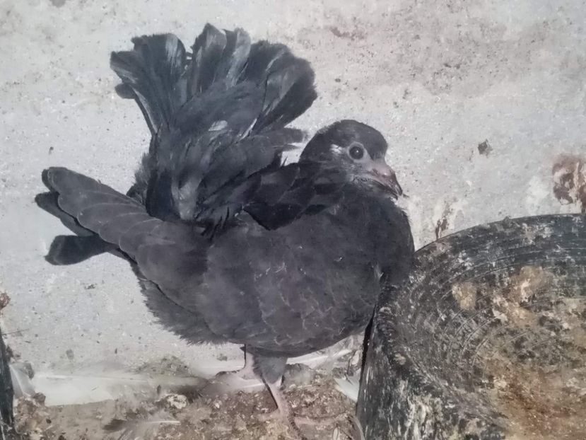 received_622773439289958 - Pui de porumbei voltați 2022