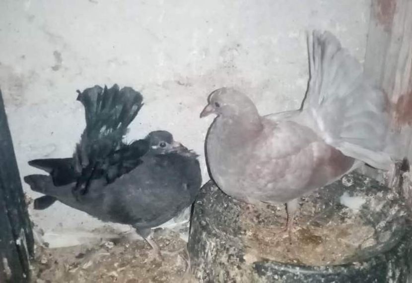 received_934327544412913 - Pui de porumbei voltați 2022