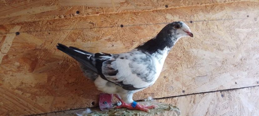 received_640351847023256 - Pui de porumbei standard 2022