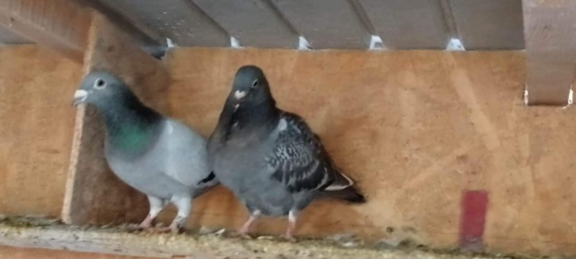 received_456953936594247 - Pui de porumbei voiajori 2022