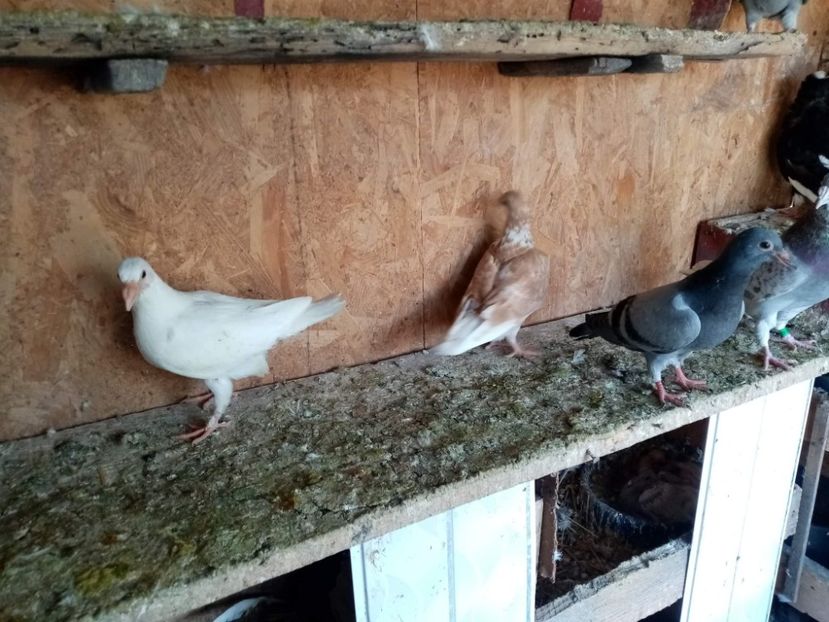 received_3186852381590886 - Pui de porumbei voiajori 2022