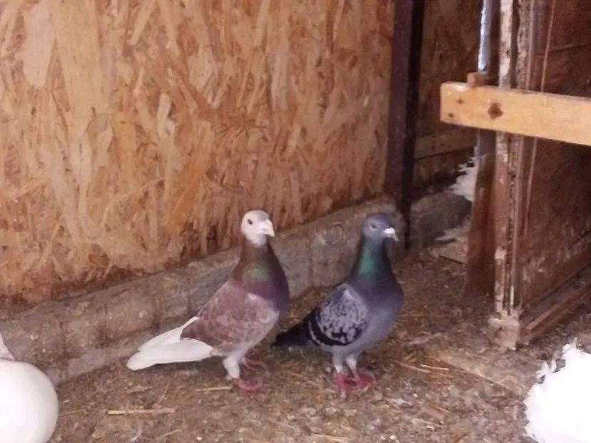  - Matca de porumbei voiajori 2020