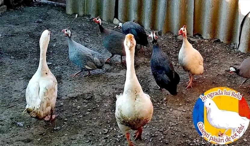  - Matca de bibilici 2022