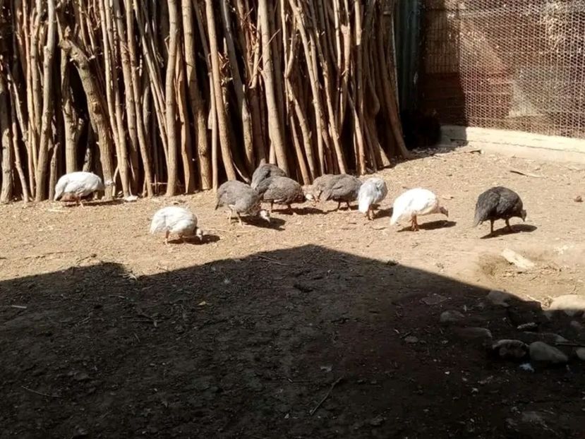  - Matca de bibilici 2022