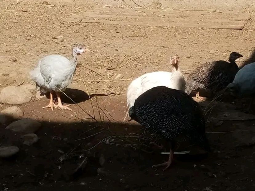  - Matca de bibilici 2022