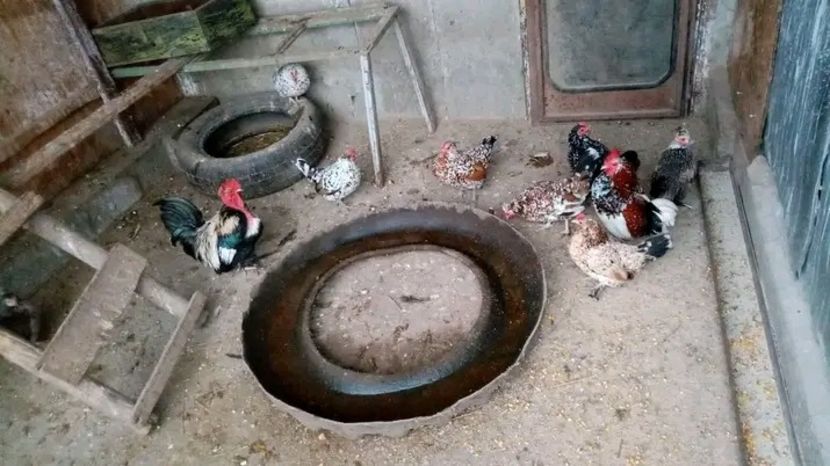  - Matca de găini pitice porțelan 2021