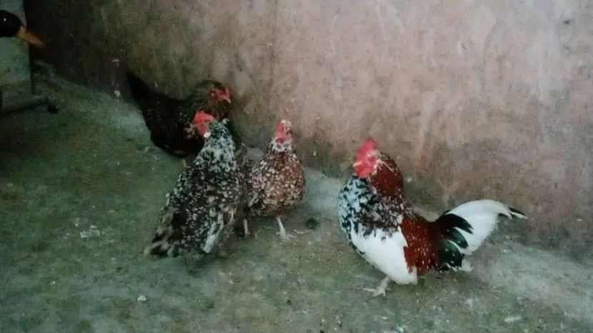  - Matca de găini pitice porțelan 2021