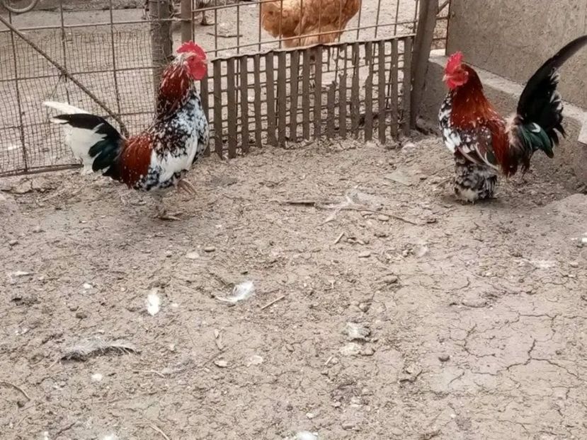  - Matca de găini pitice porțelan 2021