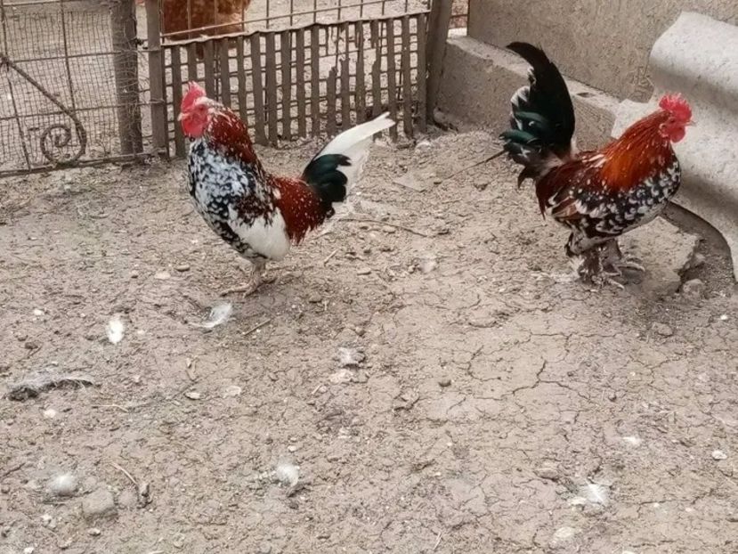  - Matca de găini pitice porțelan 2021