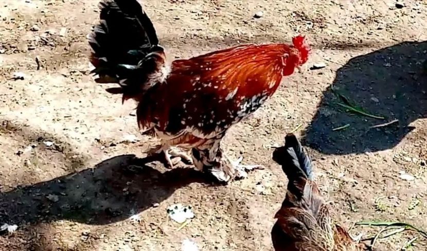  - Matca de găini pitice porțelan 2021