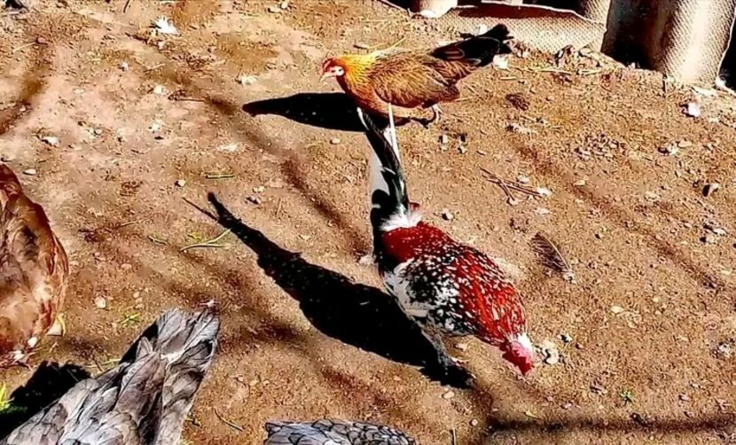  - Matca de găini pitice porțelan 2021