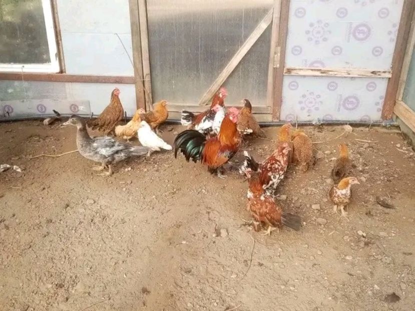  - Pui de găină pitică 2021