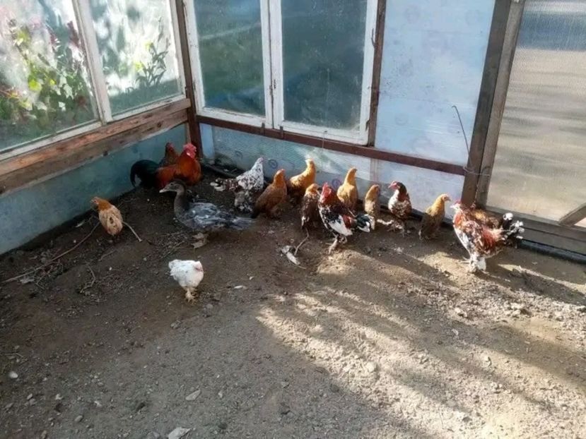  - Pui de găină pitică 2021