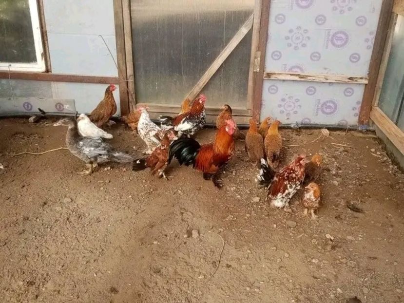  - Pui de găină pitică 2021