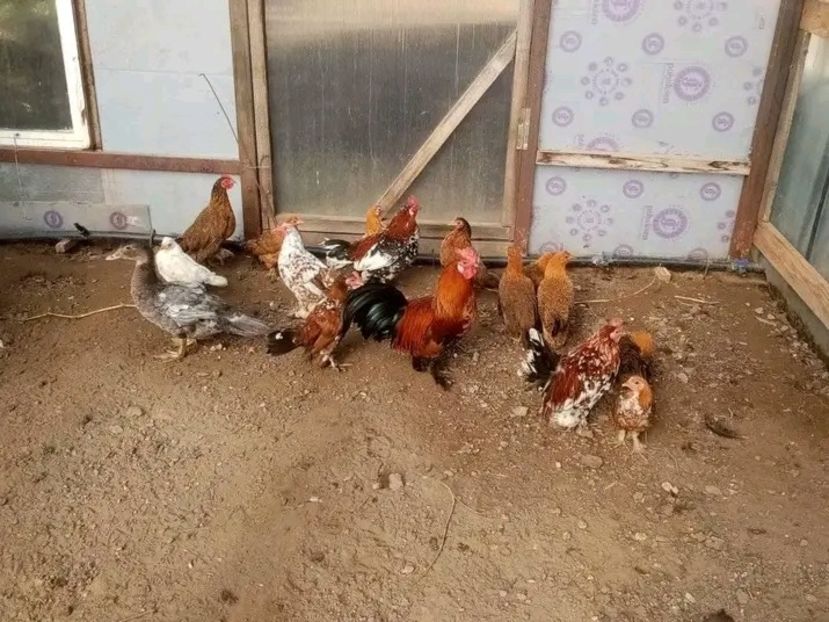  - Pui de găină pitică 2021