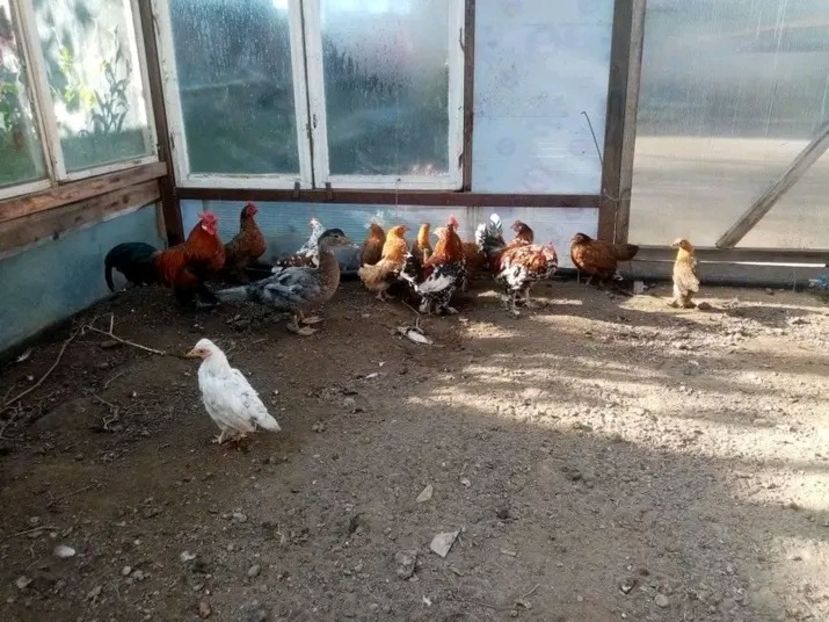  - Pui de găină pitică 2021