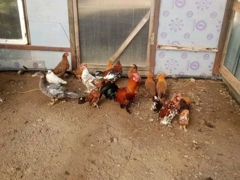  - Pui de găină pitică 2021