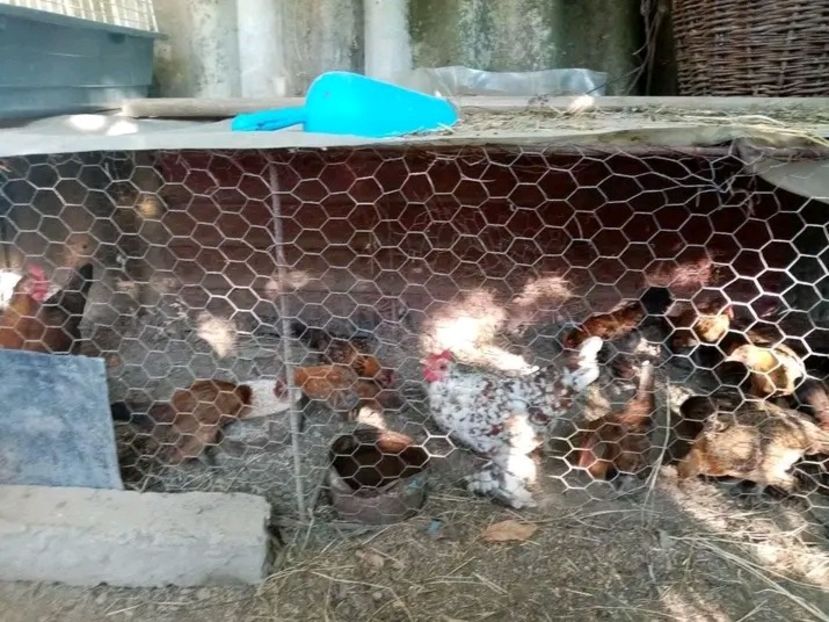  - Pui de găină pitică 2021