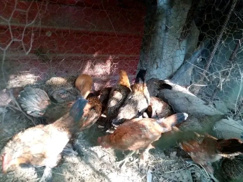  - Pui de găină pitică 2021