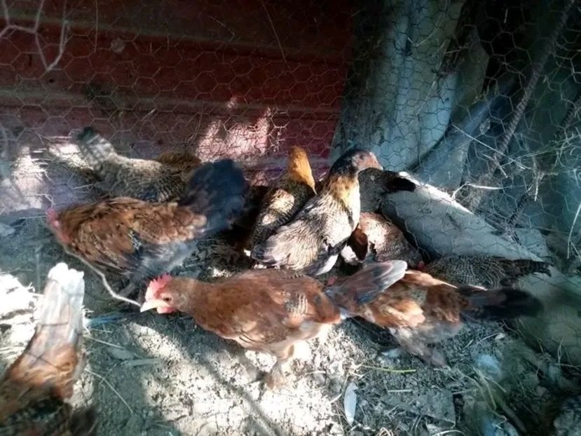  - Pui de găină pitică 2021