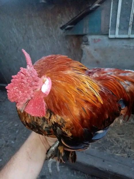  - Matca de găini pitice porțelan 2021