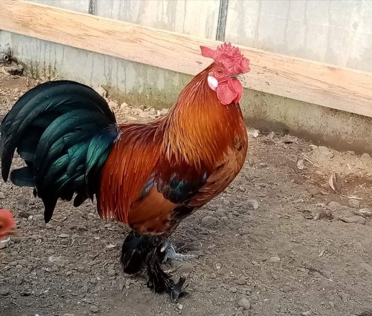 received_454711972837525 - Matca de găini pitice porțelan 2021