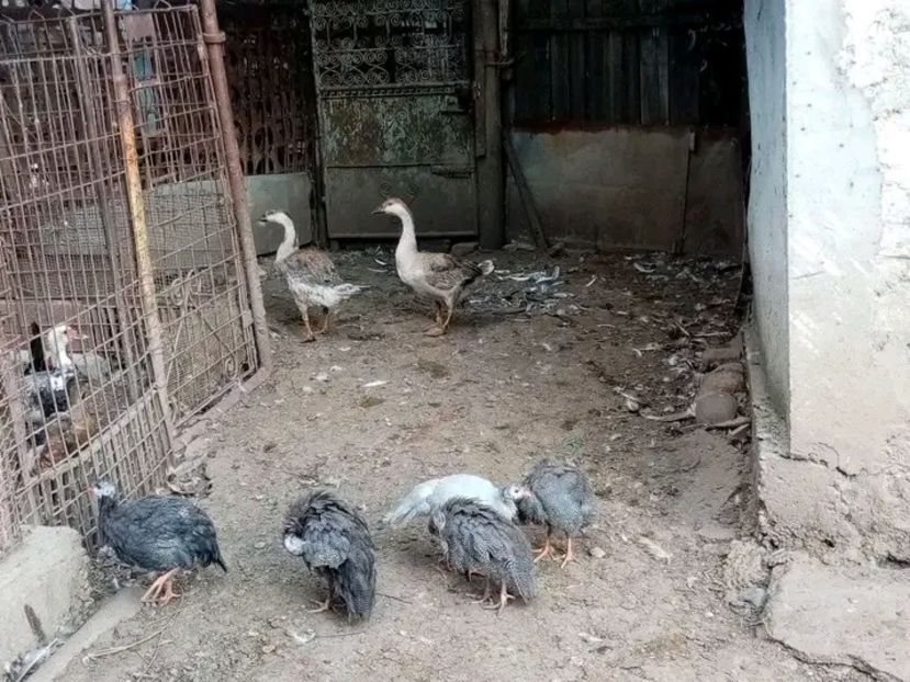  - Matca de bibilici 2022