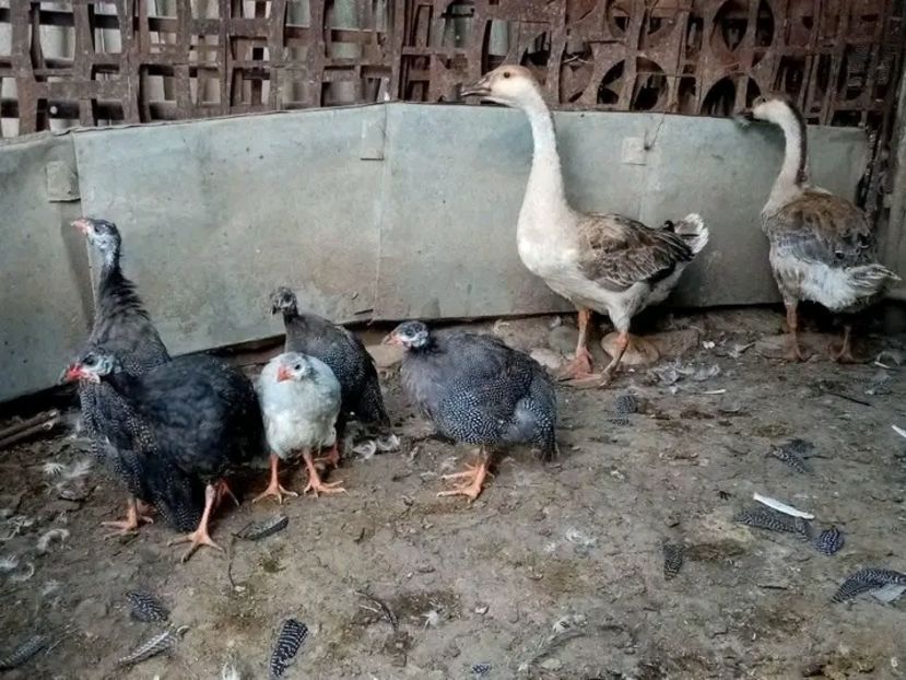  - Matca de bibilici 2022