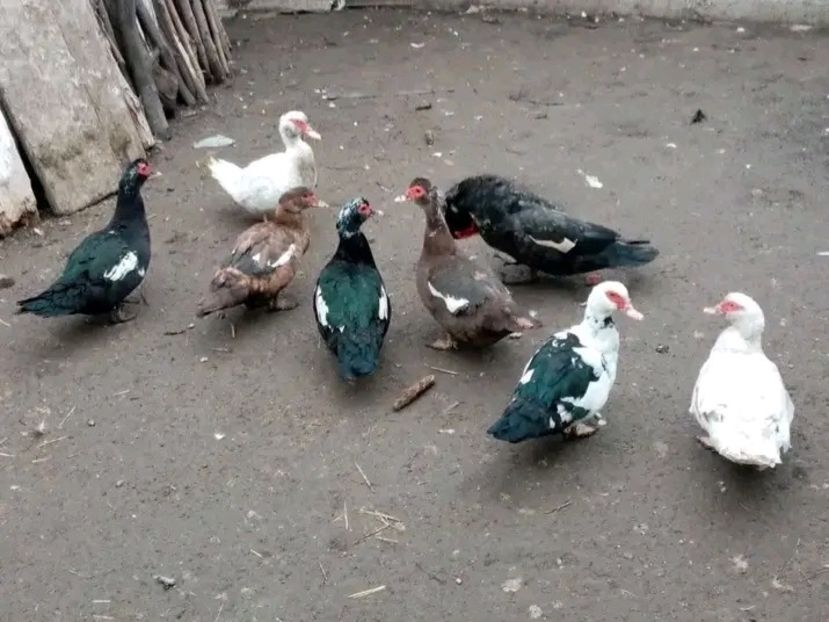  - Matca de rațe leșești 2021