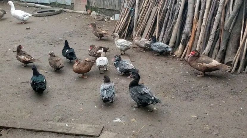  - Matca de rațe leșești 2021