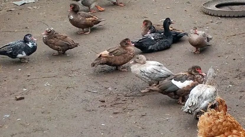  - Matca de rațe leșești 2021