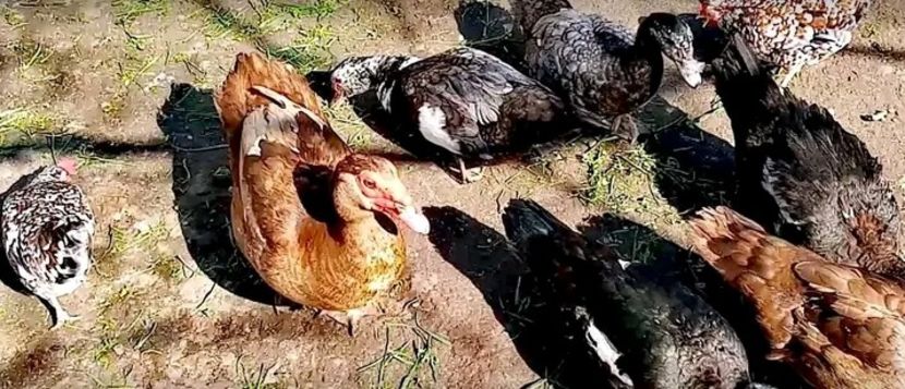  - Matca de rațe leșești 2021