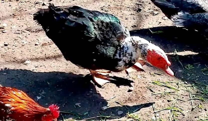  - Matca de rațe leșești 2021