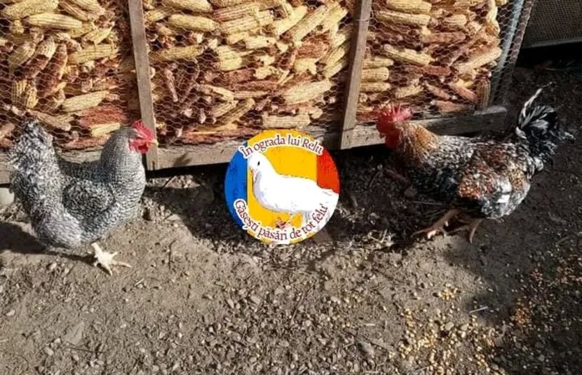  - Matca de găini mixte porumbace 2022