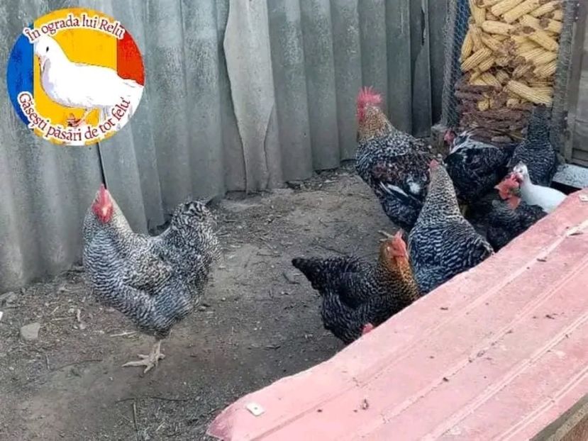  - Matca de găini mixte porumbace 2022