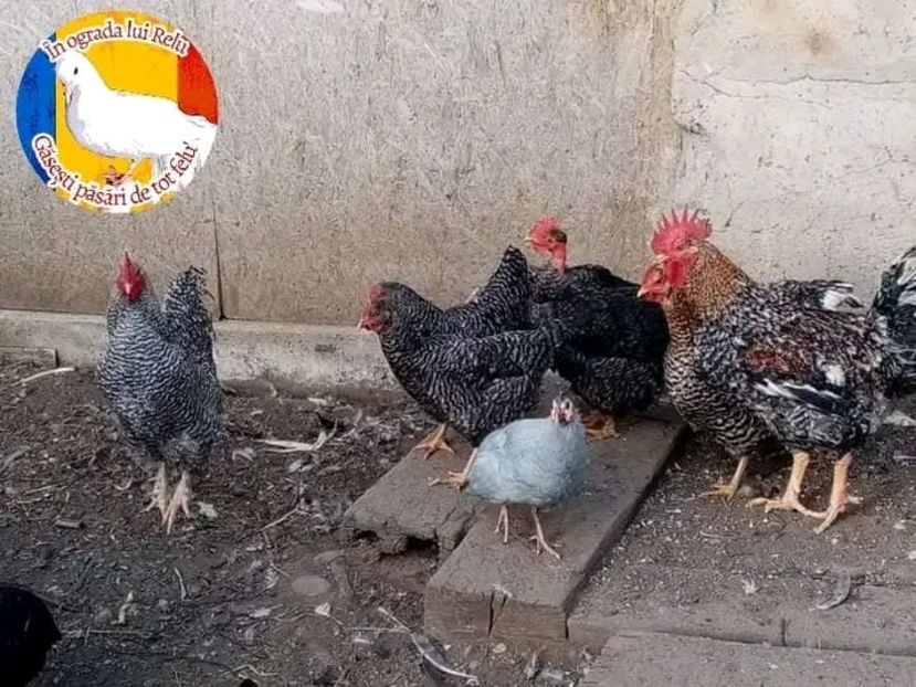  - Matca de găini mixte porumbace 2022