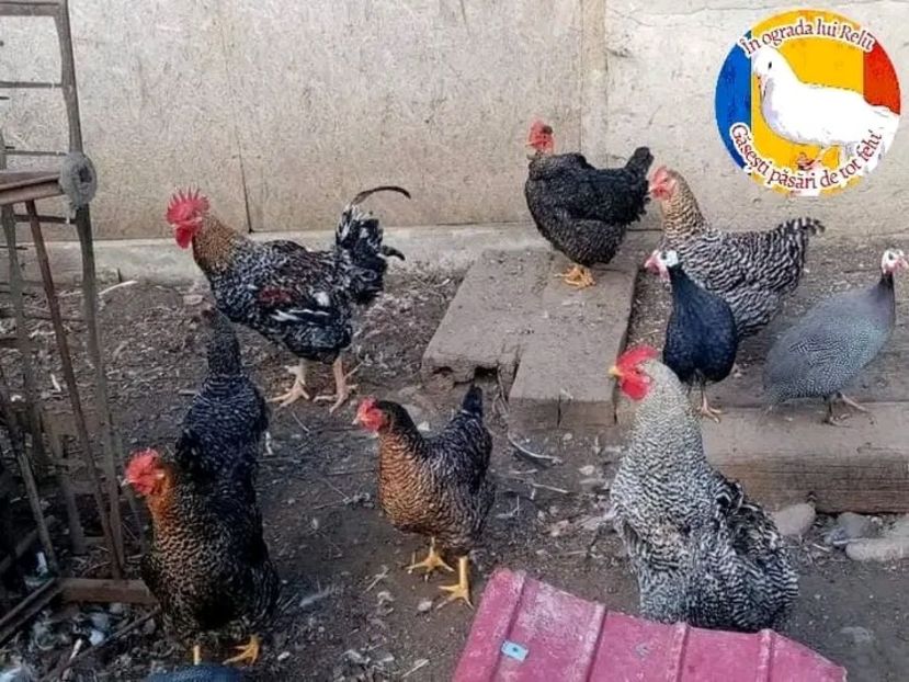  - Matca de găini mixte porumbace 2022