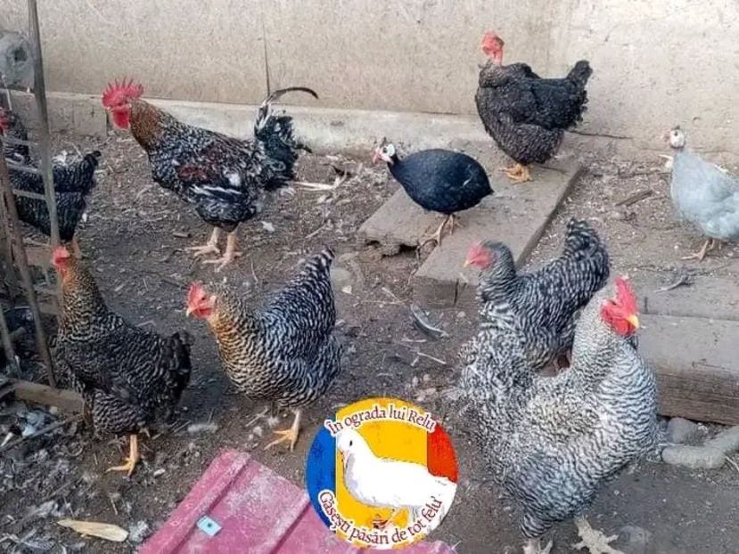  - Matca de găini mixte porumbace 2022