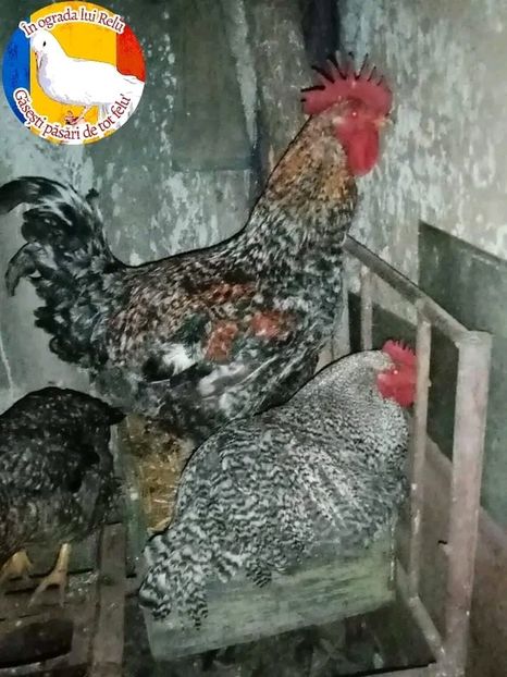  - Matca de găini mixte porumbace 2022